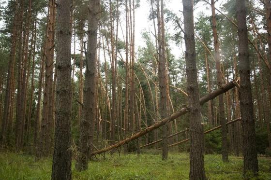 Znalezione obrazy dla zapytania wiatr w lesie